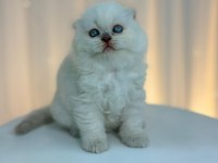 IRK VE SAĞLIK GARANTİLİ SCOTTİSH FOLD KEDİLER