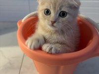 Yavru scottish fold latte
