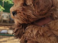 Maltipoo yavrumuz