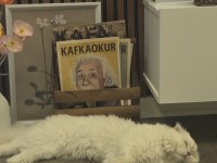9 aylık scottish fold longhair