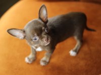 Egzotic Teacup Chihuahua