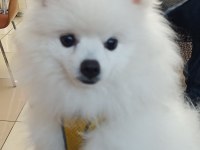 POMERANİAN BOO ERKEK KARNESİ VAR