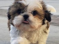 Dişi erkek shih tzu yavrularımız