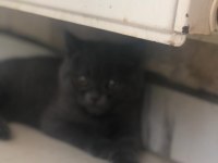 Oyuncu british shorthair dişi tuvalet eğitimi var 2 aylık