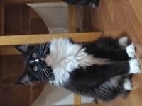 Harika bi yavru XXL iri cana yakın maine coon