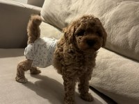 MİCRO BOY TOY POODLE YAVRULAR