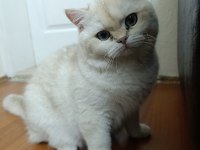 British Longhair Kedisi