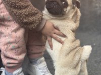 Erkek pug mops