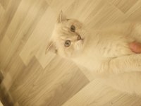 Scottish Shorthair Lynx Tekirdag Süleymanpasa