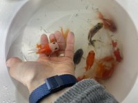 Bebek Yüz Oranda