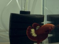 Hellboy çift balıklar