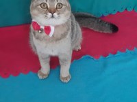 Black Golden British Shorthair Prenses