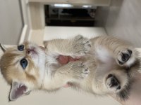 Safkan british shorthair golden yavrular