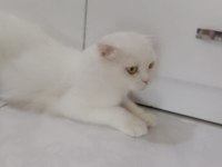 Ücretsiz scottish fold