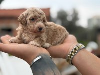 maltipoo yavrular 4 kg garantili