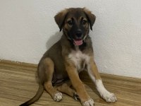 3 aylık sevimli yavru köpeğimiz