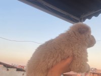 Chow chow köpeğimiz