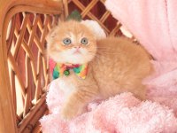Scottish Fold Top Kafa Erkek