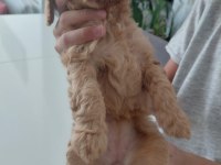 Sağlıklı dişi poodle yavrular 45 günlük kuşadası