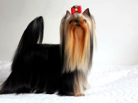 Şecere Evraklı Yorkshire Terrier Yavrular