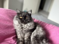 British longhair erkek kedimiz