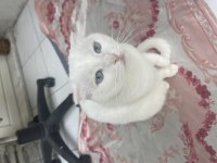 2 yaşında kısır dişi scottish fold yavrum