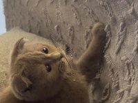 Scottish Fold Yavru 3 Aylık