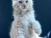 Üst kaliteli erkek maine coon