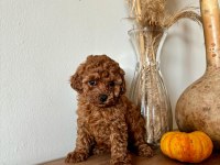 Oyuncak Boyutlu Tatlış Toy Poodle Bebekler