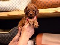 Toy Poodle Ayarında Maltipoo