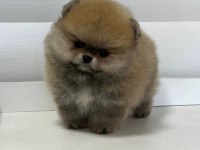 Pomeranian boo orjinal