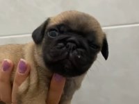 PUG MOPS YAVRULAR KREM SİYAH