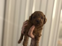 ORJINAL DARK RED TOY POODLE YAVRULARIM