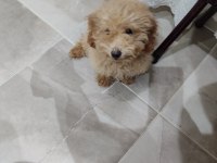 Toy poodle
