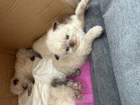 Yavru himalayan blue point