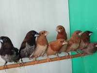 Mokka bengal ispinozu yarışma vasıflı çiftler