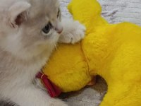 BLUE GOLDEN AY12 ERKEK YAVRU KEDİMİZ