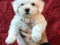 mükemmel tea cup kore kan maltese terrier yavrularımız