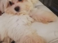MALTESE TERRİER PAŞA