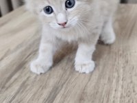 Safkan şecereli şeceresiz maine coon yavruları