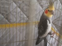 2 Yaşında Erkek Sultan Papağanı