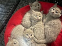 Blue point kan taşıyıcı yavrular british longhair
