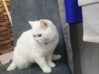 Beyaz british shorthair baba kız