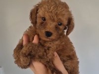 EVINIZIN POODLE NEŞE KAYNAKLARI