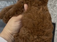 Orjinal Poodle Yavrular