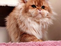 GOLDEN ERKEK BRİTİSH LONGHAİR (EŞLEME İLANIDIR)