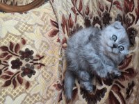 Sevimli Scottish Fold Yavrumuz Yuva Arıyor!