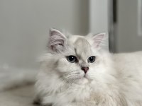 British Longhair Kedisi