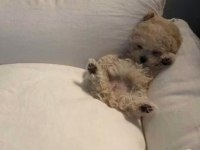 Toy poodle den farksız teacup maltipoo daha uygunu yok