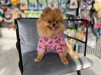 TEDDY BEAR 1 YAŞ ÜST KALİTE DİŞİ POMERANİAN